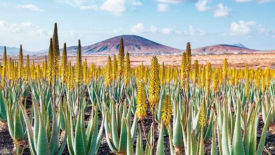 An Aloe Vera plantation in Fuerteventura